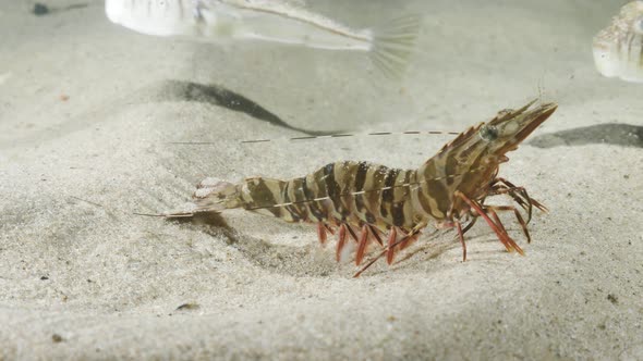 Unique underwater perspective view of a large prawn displaying animal behavior by walking on the oce