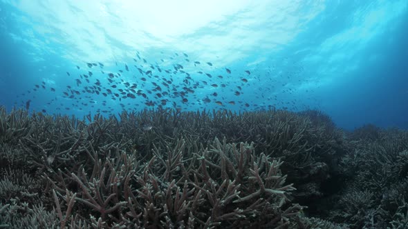 Sun behind a school of fish swimming over the branches of a Staghorn covered coral reef in tropical