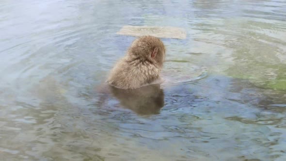 Japanese Macaque or Snow Monkey in Hot Spring