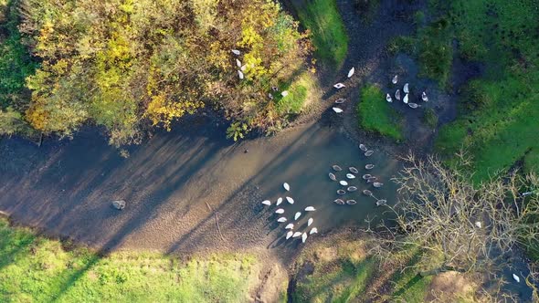 Flock of domestic geese bathe in stream