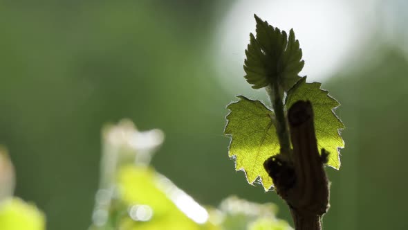 Rain Drops Falling on a Blurred Out of Focus Background, Grape Leaf