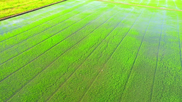 4K Aerial view of agriculture in rice sapling fields for cultivation