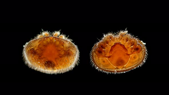 Parasitic Mite Varroa Under the Microscope. Lives on Apis Honey Bees, Causing Varroatosis.