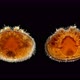 Parasitic Mite Varroa Under the Microscope. Lives on Apis Honey Bees, Causing Varroatosis. - VideoHive Item for Sale