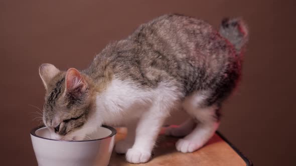 Kitten Eating Food From Bowl. Little Hungry Cat Eating at Home Cat Food