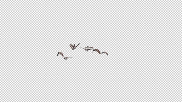 Sparrow Birds - Flock of 8 Flying Over Screen - Side Angle - Transparent Transition - Alpha Channel alt
