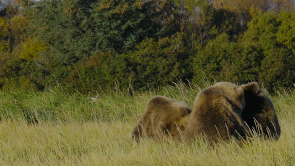 HD Mother Grizzly Bear and Cubs with Glacier Background