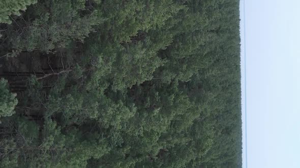 Vertical Video of Green Pine Forest By Day Aerial View