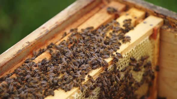 Hardworking bees on honeycomb in apiary
