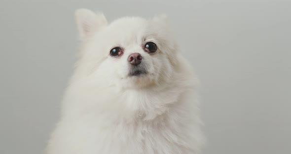 White Pomeranian over white backgorund