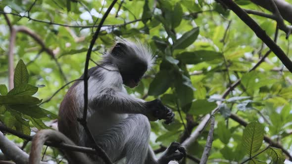 Red Colobus Monkey Sitting on Branch in Jozani Tropical Forest Zanzibar Africa