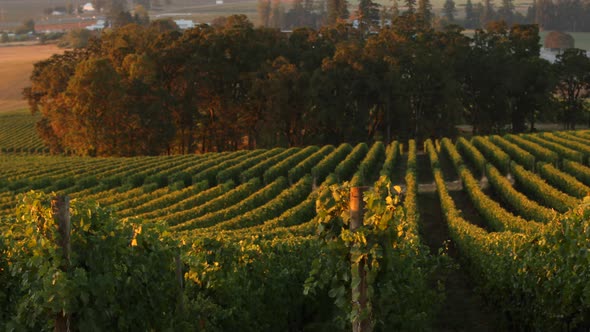 Pan across vineyard rows in morning light, Willamette Valley Oregon