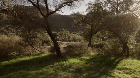 Landscape View Drone Flying Through Trees with Morning Sunshine Lens Flare