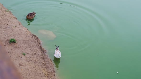 A Seagull with a Duck on the Shore of a Pond Swimming Near the Shore in Water with a Green Tint