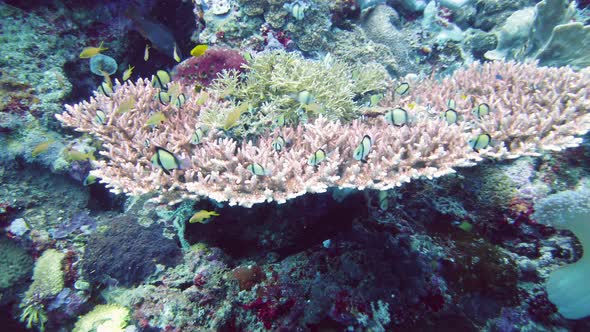 The Underwater World of a Coral Reef