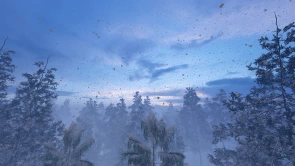 Morning Aerial View Of The Winter Forest alt