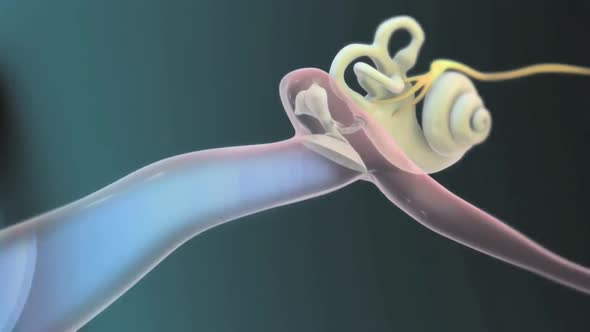 3D Human Ear Anatomy System