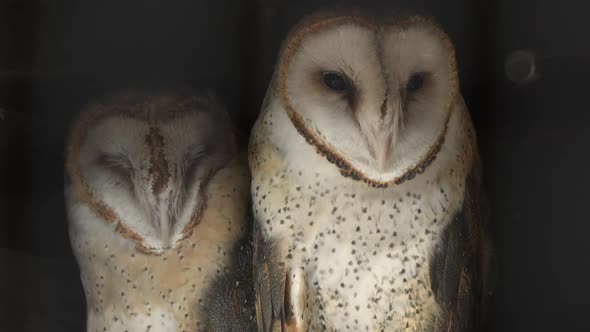 Close up of two Barn Owls huddled together