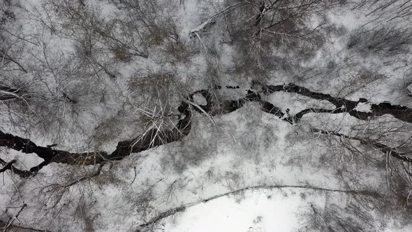 Winter Snowy Forest, Aerial View