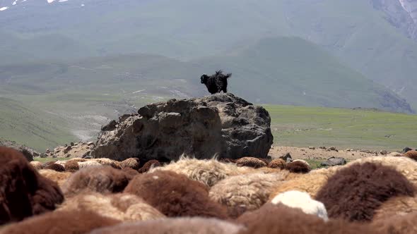 A Black Goat on the Rock Above the Brown Sheep Herd