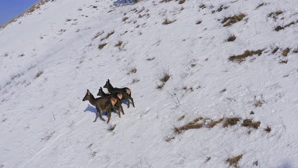 Aerial View of Three Wild Marals Running Away Down a Steep Mountainside