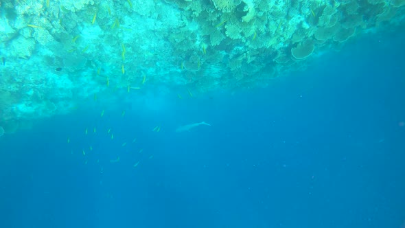 Shark Swimming Below Me in a Deeper Ocean in Maldives