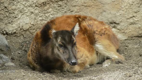 Visayan Spotted Deer