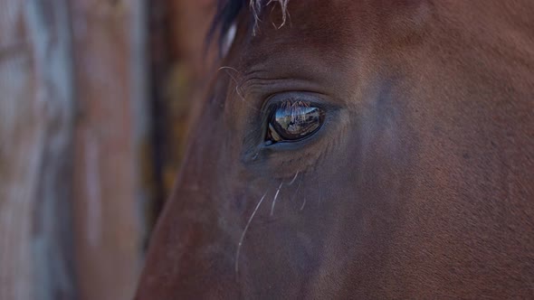 Closeup Portrait Brown Horse at Farm or Ranch