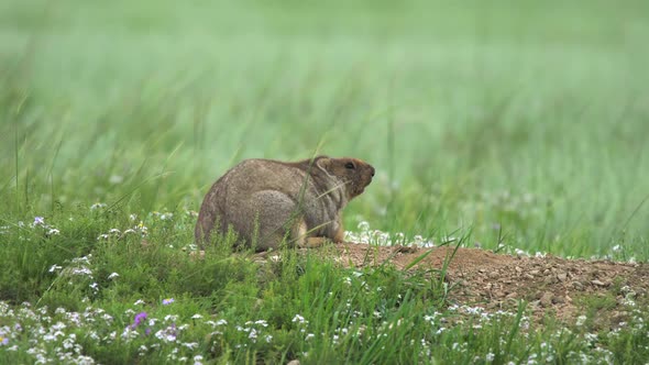 Real Wild Marmot in Nest