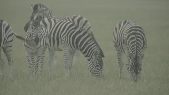 Zebra Zebras in the Field. Slow Motion