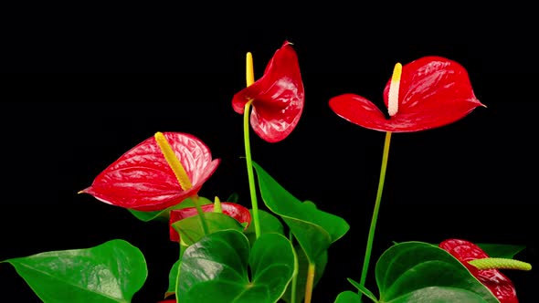 Time Lapse of Opening Red Anthurium Flower