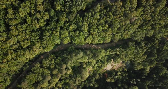 Aerial Top View of Caucasian Mountain Forest, Texture of Forest View From Above.