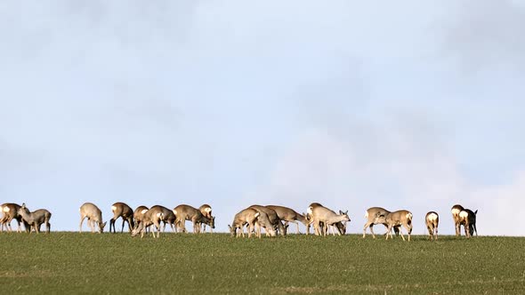 herd of european roe deer