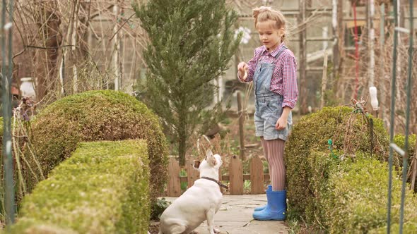 A Funny Girl Plays with Jack Russell Terrier Dog on a Farm or in a Village Yard