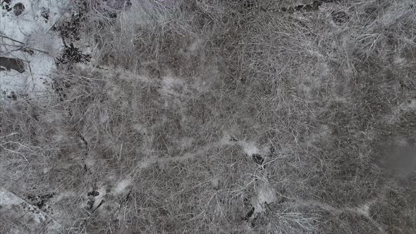 Top View of a Bare Forest Covered in Snow