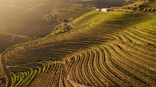 Terraced Vineyards in the Douro Valley in Portugal