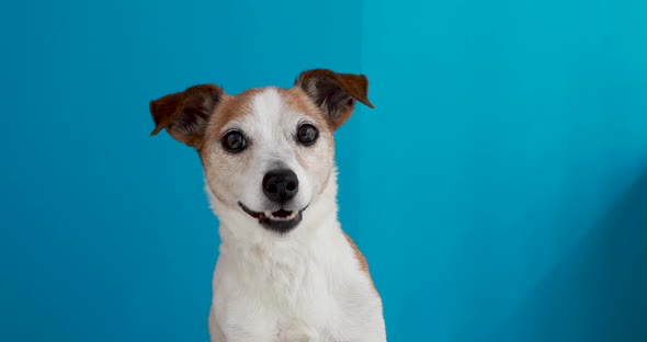 Jack Russell Terrier on a Blue Background