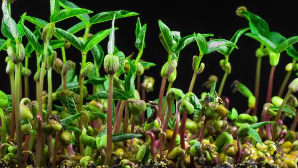 Mung Beans Germination on Black Background