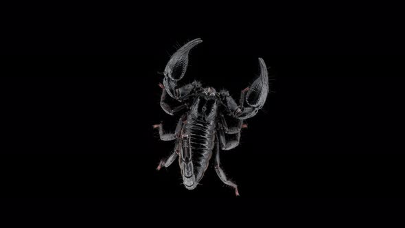 scorpion Heterometrus petersi, family Scorpionidae. Is nocturnal