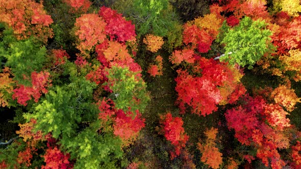 Flying over a forest with the trees turning their fall colors