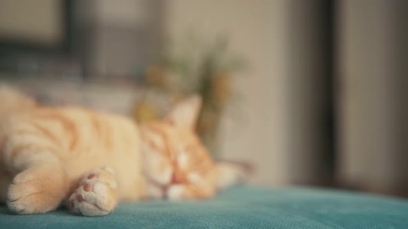 Beautiful Red Cat, Lying and Taking a Nap on a Blue Sofa on a Sunny Day.