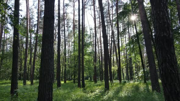 Beautiful Green Forest on a Summer Day Slow Motion