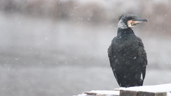 Cormorant, Phalacrocorax carbo. Cormorant in the habitat, close up