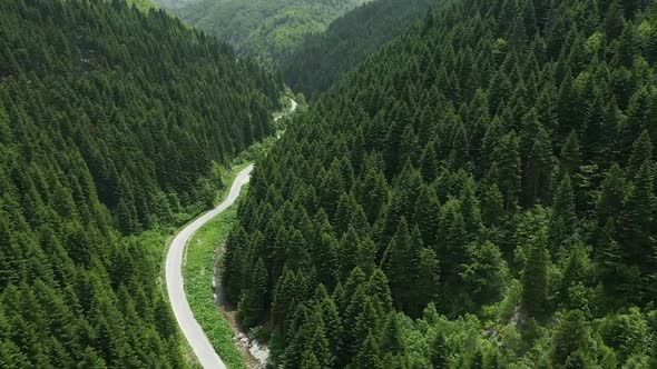 Aerial View over a mountain forest in spring season. Pine trees forest.