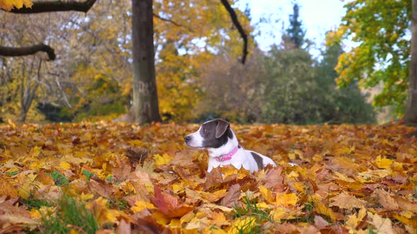 The Cutest Brown and White Dog Resting in Leaves in Park