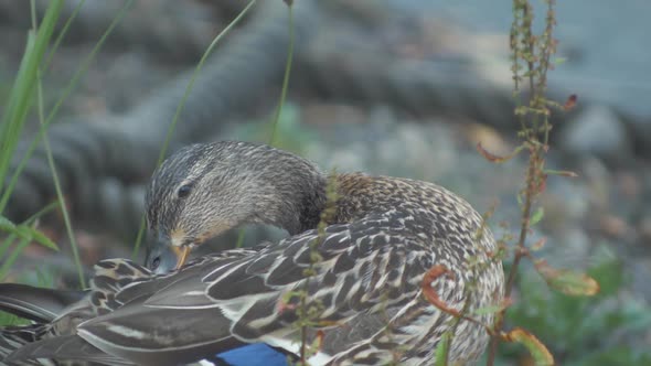 Female mallard duck pruning her feathers in slow motion