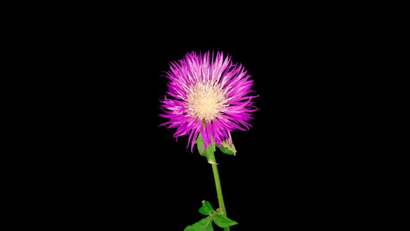 Time Lapse of Blossoms Purple Flower of Persian Cornflower Centaurea Dealbata