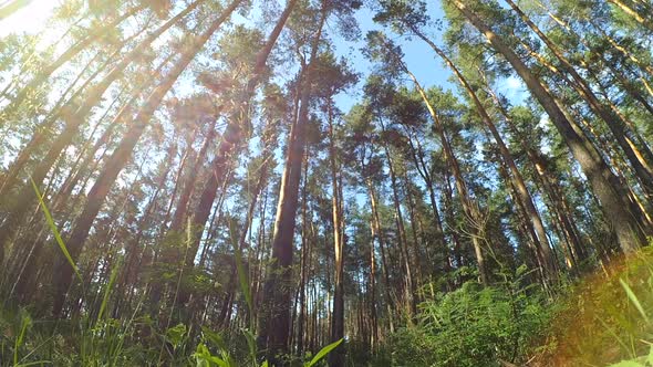 Sun Shines in the Forest of Pines