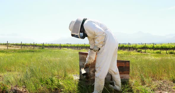Beekeepers smoking the bees away from hive