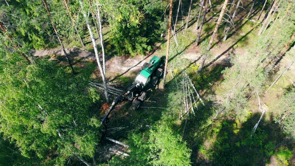 One Tractor Works with Trees, Picking Them in Woods. Deforestation and Logging Concept.
